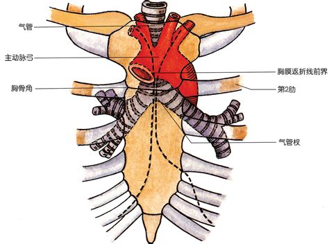 胸部的位置